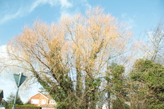 Angiospermae
