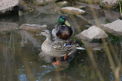 Anas platyrhynchos