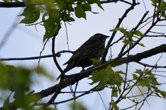 Agelaius phoeniceus