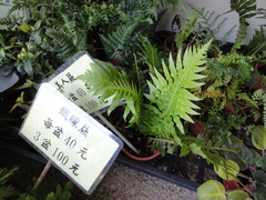 Blechnum gibbum
