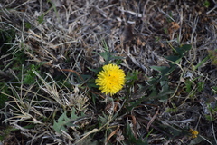 Taraxacum officinale
