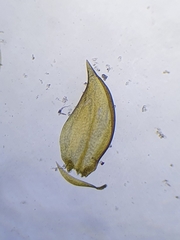 Hygrohypnum luridum