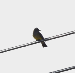 Tyrannus verticalis