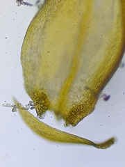 Hygrohypnum luridum