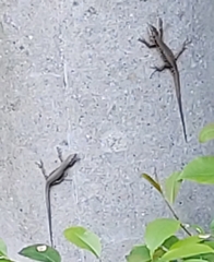 Podarcis muralis