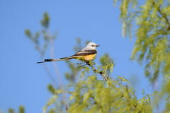 Tyrannus forficatus