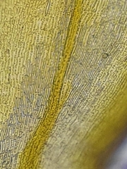 Hygrohypnum luridum