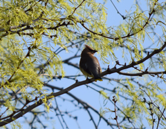 Bombycilla cedrorum