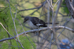 Mimus polyglottos