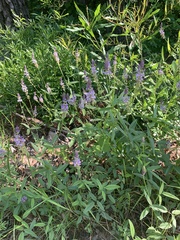 Orbexilum psoralioides