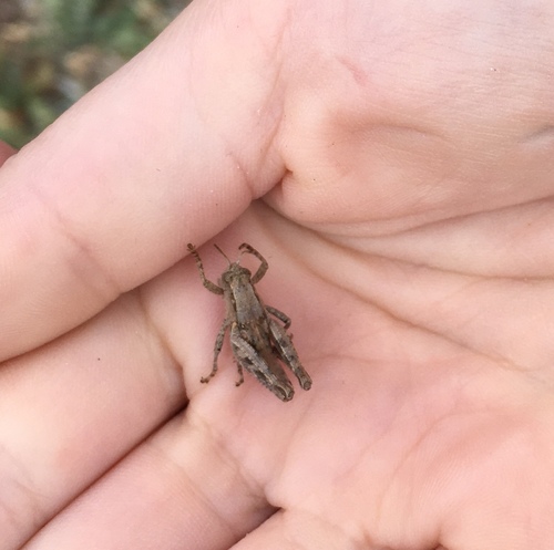 Oedaleonotus phryneicus