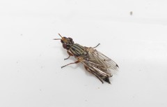 Dorycera maculipennis