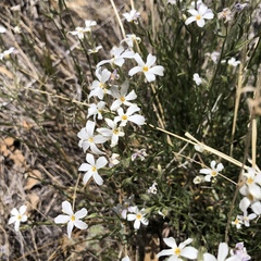 Phlox tenuifolia