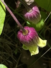 Clematis reticulata