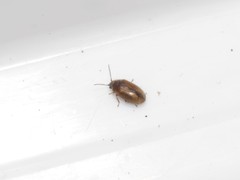 Contacyphon laevipennis