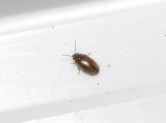 Contacyphon laevipennis