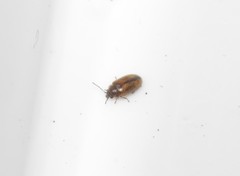 Contacyphon laevipennis