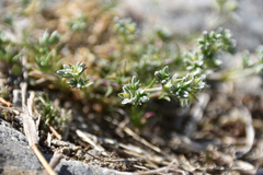 Scleranthus perennis