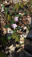 Claytonia caroliniana