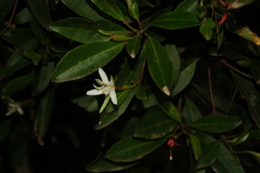 Hauya elegans cornuta