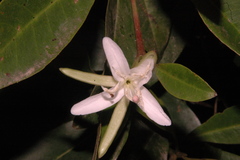 Hauya elegans cornuta