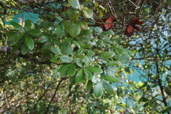 Quercus sapotifolia