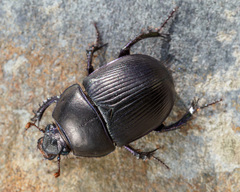 Geotrupes ibericus