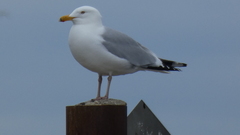 Larus argentatus