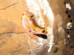 Dendropsophus arndti