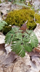 Dicentra canadensis