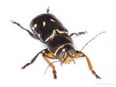 Pachybrachis limbatus