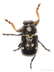 Pachybrachis limbatus