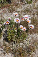 Felicia elongata
