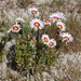 Saldanha Felicia - Photo (c) aulax, some rights reserved (CC BY-NC), uploaded by aulax