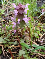Lamium purpureum