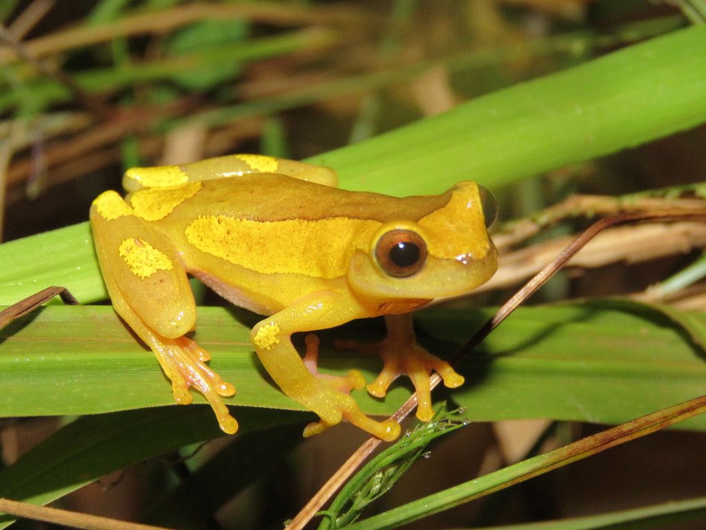 Arndts' Treefrog