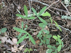 Trifolium virginicum