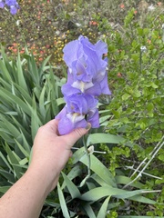 Iris
