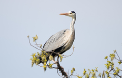 Ardea cinerea