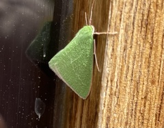 Synchlora faseolaria