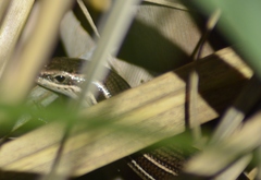 Aspronema dorsivittatum