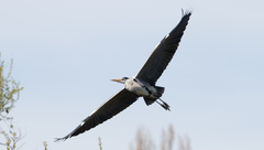 Ardea cinerea