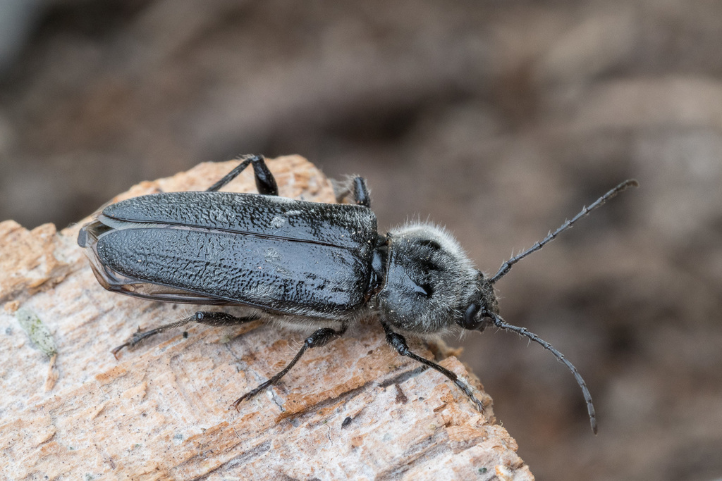 House Longhorn
