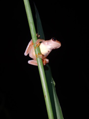 Dendropsophus delarivai