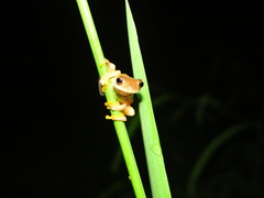 Dendropsophus delarivai
