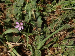 Erodium cicutarium