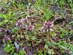 Lamium purpureum