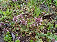 Lamium purpureum