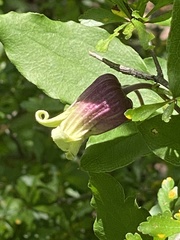 Clematis reticulata