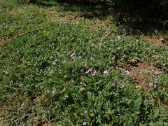 Erodium cicutarium